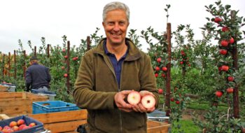 Neue Apfelsorte in der Ernte