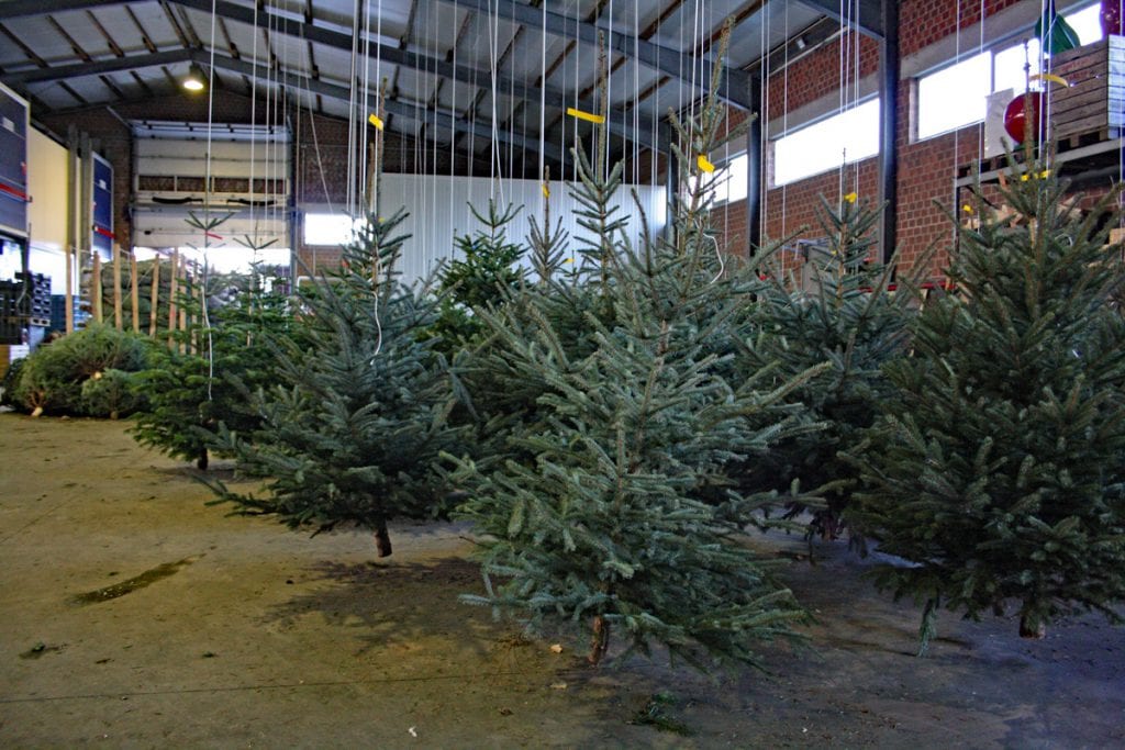 Den Weihnachtsbaum im Trockenen kaufen Obsthof Mertens