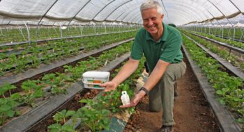 Nützliche Helfer – biologischer Pflanzenschutz in den Erdbeertunneln