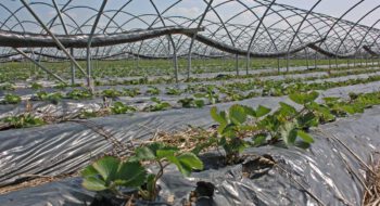 Erdbeer-Ernte 2020: Vorbereitungen haben begonnen