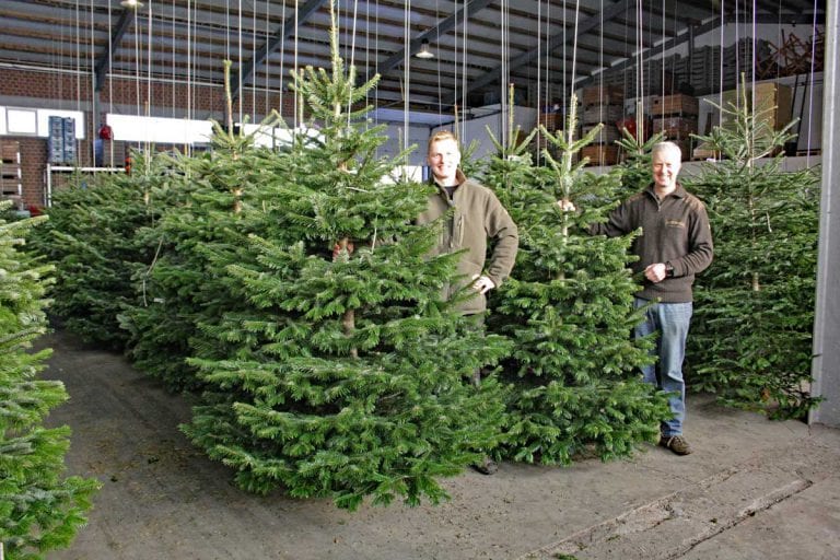 Die Hallen voller Weihnachtsbäume | Obsthof Mertens