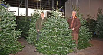 Blaufichten und Nordmanntannen: Die Auswahl an Weihnachtsbäumen ist groß
