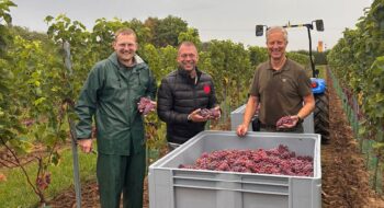 Erste Weinlese beendet
