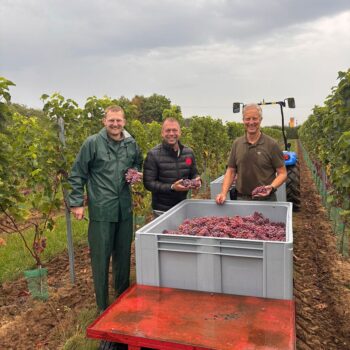 Erste Weinlese beendet