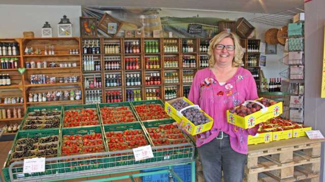Die Pflaumen unterscheiden sich optisch und geschmacklich: Derzeit werden auf dem Obsthof Mertens die Sorten Katinka (Korb links) und Opal geerntet, erklärt Nadine Mertens.